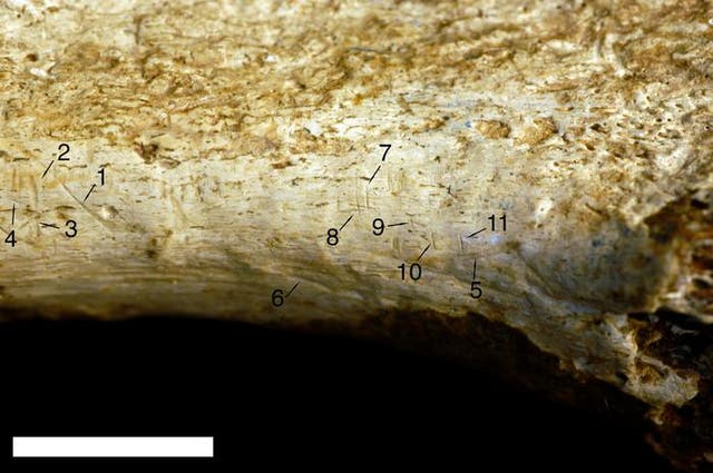 <p>Nine marks identified as cut marks (mark numbers 1–4 and 7–11) and two identified as tooth marks (mark numbers 5 and 6) based on comparison with 898 known bone surface modifications</p>